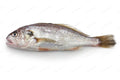 Croaker Fish